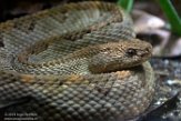 VAVZ1197092 aruba-ratelslang / Crotalus durissus unicolor