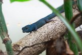 VAVZ1197097 azuurblauwe daggekko / Lygodactylus williamsi