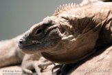 VAVZ1197128 Jamaicaanse leguaan / Cyclura collei