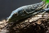 VAVZ1197143 blauwe boomvaraan / Varanus macraei