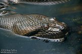 DCNZ1144483 groene anaconda / Eunectes murinus