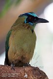 DCNZ1144566 Amazonemotmot / Momotus momota