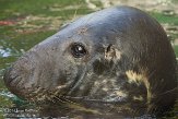 DCNZ1144598 grijze zeehond / Halichoerus grypus