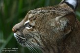 DCNZ1144607 rode lynx / Lynx rufus