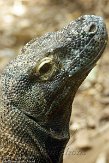 DCNZ1144625 komodovaraan / Varanus komodoensis