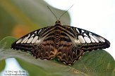 DCSN1146482 Parthenos sylvia