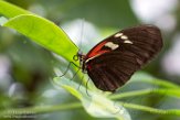 WAPC1185830 Heliconius melpomene