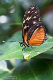 WAPC1185855 Heliconius hecale