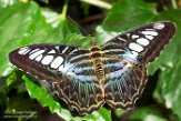 WAPC1185859 Parthenos sylvia