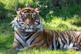 WAPZ1186212 Sumatraanse tijger / Panthera tigris sumatrae