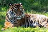 WAPZ1186230 Sumatraanse tijger / Panthera tigris sumatrae