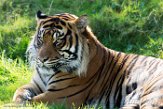WAPZ1186233 Sumatraanse tijger / Panthera tigris sumatrae