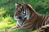 WAPZ1186240 Sumatraanse tijger / Panthera tigris sumatrae