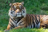 WAPZ1186243 Sumatraanse tijger / Panthera tigris sumatrae