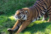 WAPZ1186249 Sumatraanse tijger / Panthera tigris sumatrae