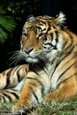 WAPZ1186283 Sumatraanse tijger / Panthera tigris sumatrae