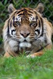 WAPZ1186293 Sumatraanse tijger / Panthera tigris sumatrae