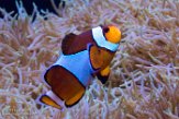 WASA1185700 Zwarte driebandanemoonvis / Amphiprion percula