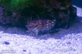 WASA1185709 Sepia bandensis (dwarf cuttlefish)