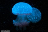 WASA1185715 spotted jelly / Mastigias papua