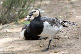 WAWZ1185882 brandgans / Branta leucopsis