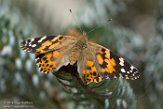 WAWZ1185936 distelvlinder / Vanessa cardui