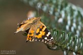 WAWZ1185940 distelvlinder / Vanessa cardui