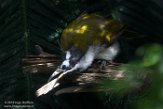 WAWZ1185958 blauwwanghoningeter / Entomyzon cyanotis