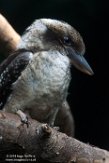 WAWZ1185967 kookaburra / Dacelo novaeguineae