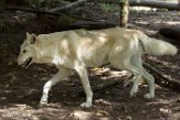 WAWZ1185976 wolf / Canis lupus