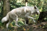 WAWZ1185977 wolf / Canis lupus