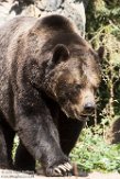 WAWZ1185984 grizzlybeer / Ursus arctos horribilis