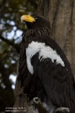 WAWZ1185993 Stellers zeearend / Haliaeetus pelagicus