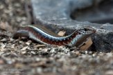 WAWZ1186019 Zonosaurus ornatus (ornate girdled lizard)