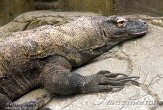 NVSR1138060 komodovaraan / Varanus komodoensis