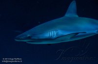 Shark Reef 2013