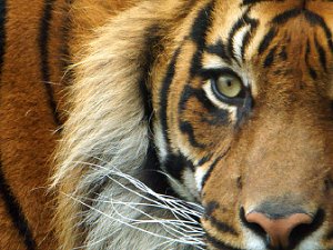Captured Wildlife