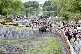 BPPG109037 Honderden genodigden lopen langs de waterbuffels Ganesha op