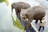 BPPG109051 in gebruik nemen van het bad (door de regen hadden de dieren geen zin om helemaal in bad te gaan)