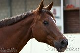 WMB2014033 Daisy