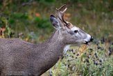 CABA1231883 witstaarthert / Odocoileus virginianus