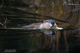 CABA1232496 Canadese bever / Castor canadensis