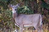 CABA1232410 witstaarthert / Odocoileus virginianus