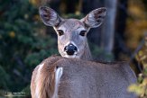 CABA1232412 witstaarthert / Odocoileus virginianus