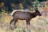 CABA1232415 Rocky Mountain-wapiti / Cervus canadensis nelsoni