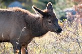 CABA1232417 Rocky Mountain-wapiti / Cervus canadensis nelsoni