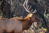 CABA1232423 Rocky Mountain-wapiti / Cervus canadensis nelsoni