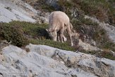 CABA1232442 Rocky-Mountainsdikhoornschaap / Ovis canadensis canadensis
