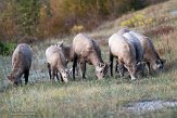 CABA1232447 Rocky-Mountainsdikhoornschaap / Ovis canadensis canadensis