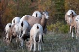 CABA1232451 Rocky-Mountainsdikhoornschaap / Ovis canadensis canadensis